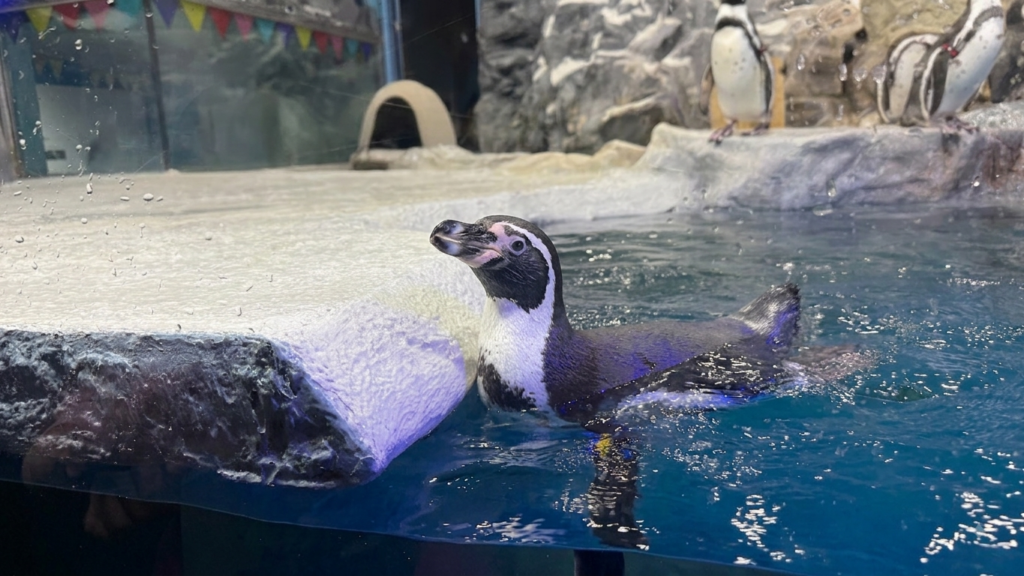Penguins at Lotte World Aquarium