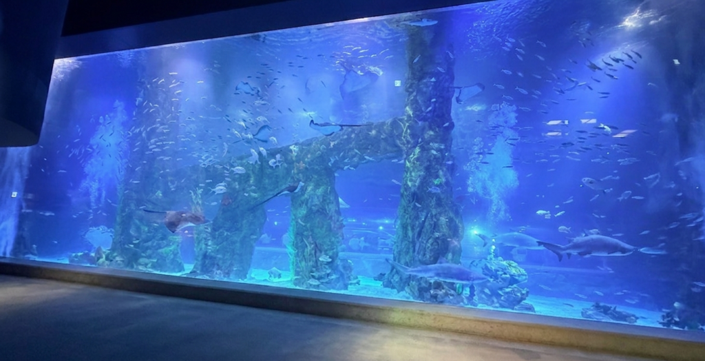 Large fish swimming in The Ocean main tank at Lotte World Aquarium