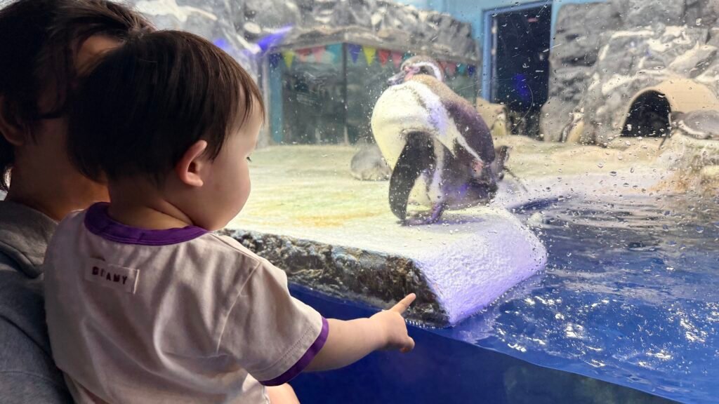 A baby watching the penguins at Lotte World Aquarium
