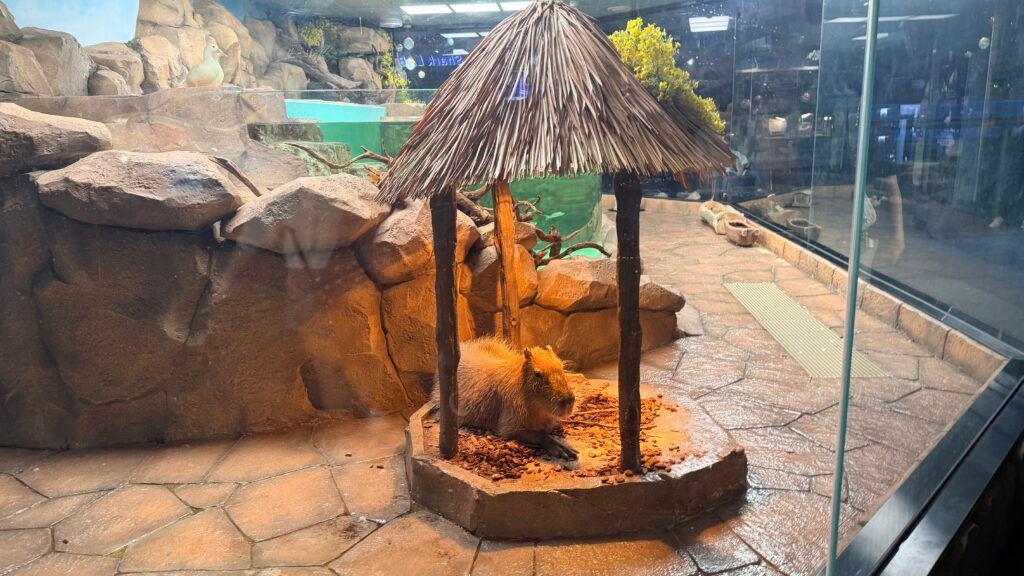 Capybaras at Lotte World Aquarium