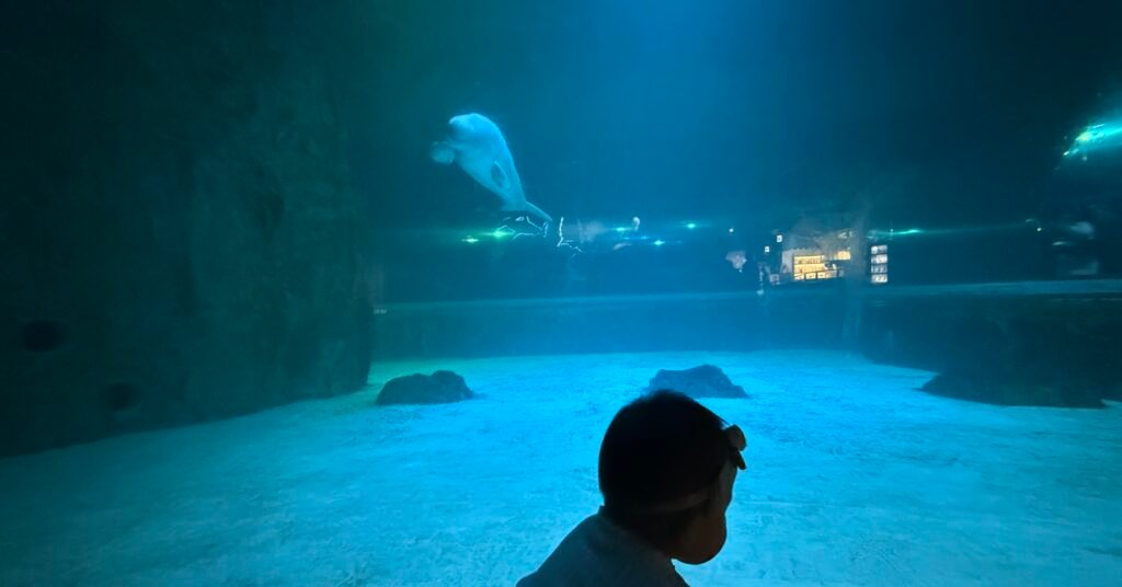 Beluga at Lotte World Aquarium in Seoul