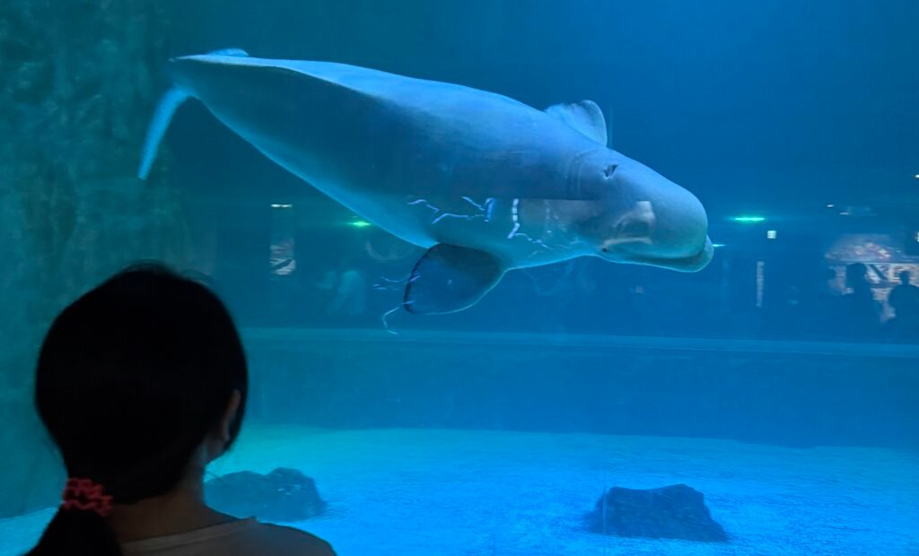Beluga swimming at Lotte World Aquarium in Seoul