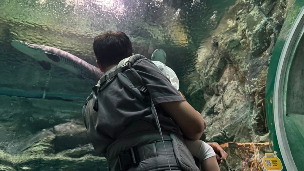 Large freshwater fish swimming above the tunnel at Rivers of the Rainforest